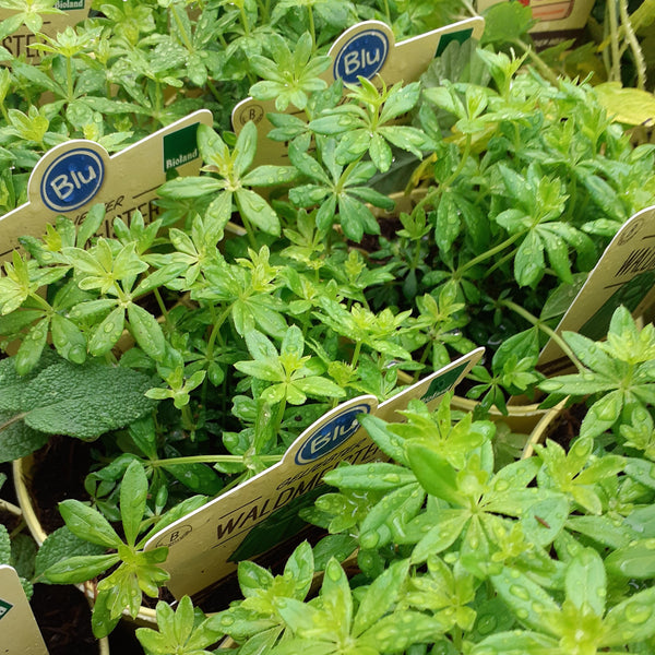 Galium odoratum – Blu Bio Waldmeister