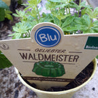 Galium odoratum – Blu Bio Waldmeister Topf