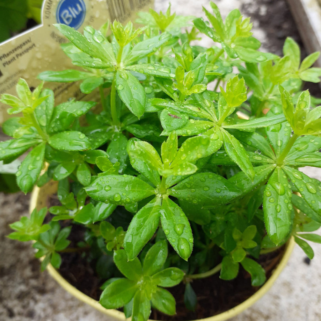 Galium odoratum – Blu Bio Waldmeister Pflanze