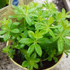Galium odoratum – Blu Bio Waldmeister Pflanze