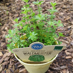 Galium odoratum – Blu Bio Waldmeister Pflanze