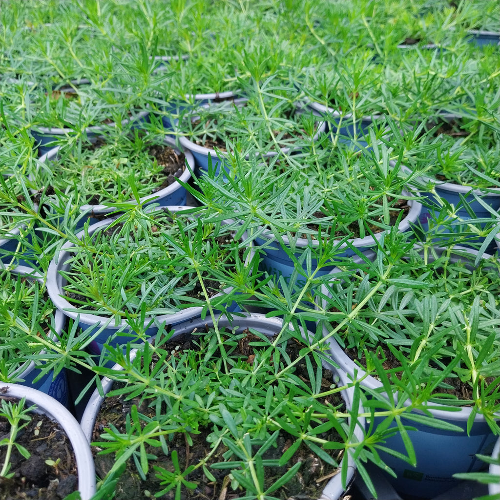 Echtes Labkraut 