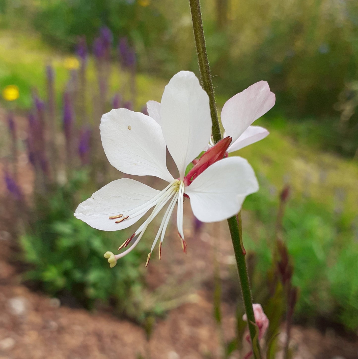 Gaura lindheimerii Prachtkerze