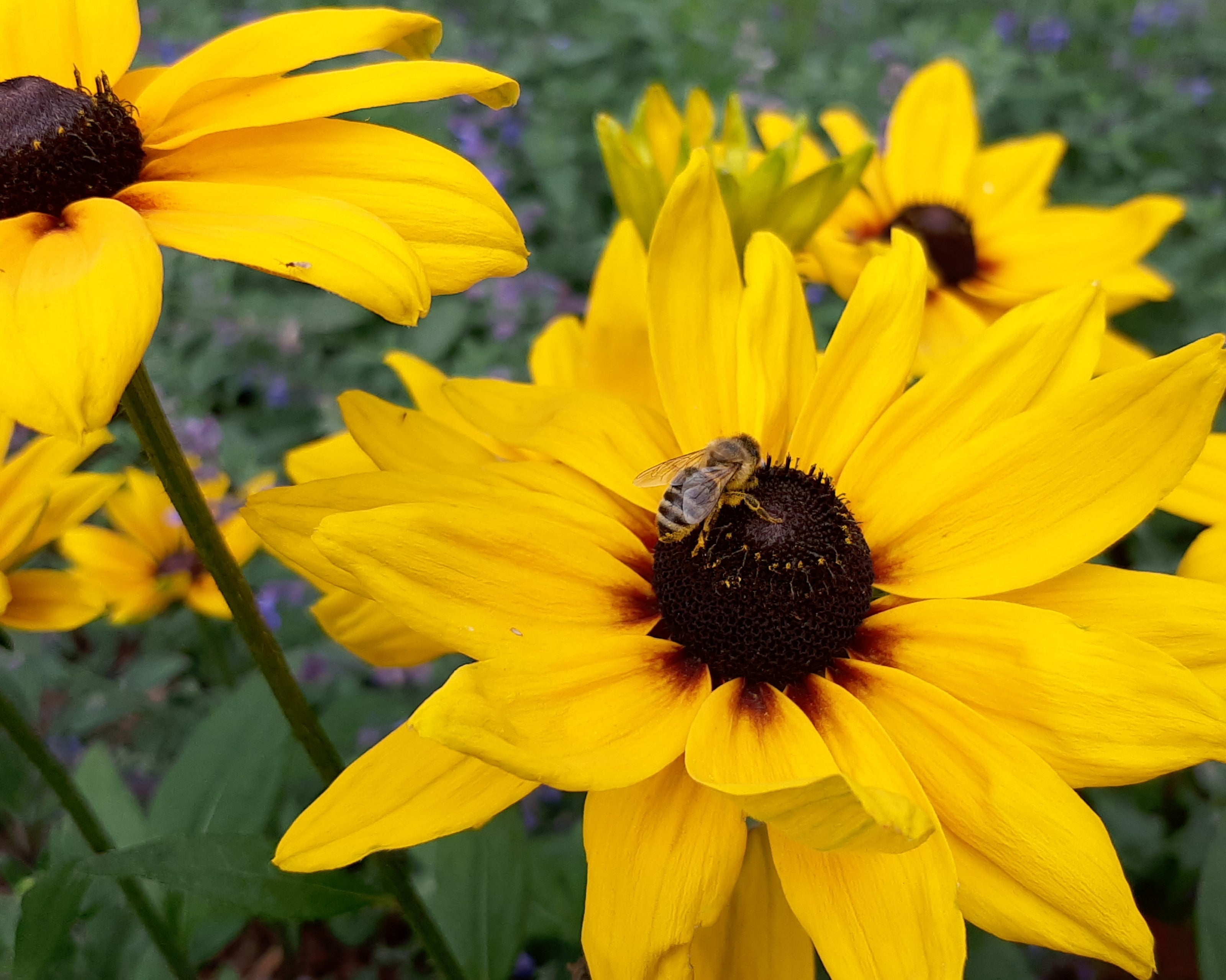 Rudbeckia hirta Gelber Sonnenhut