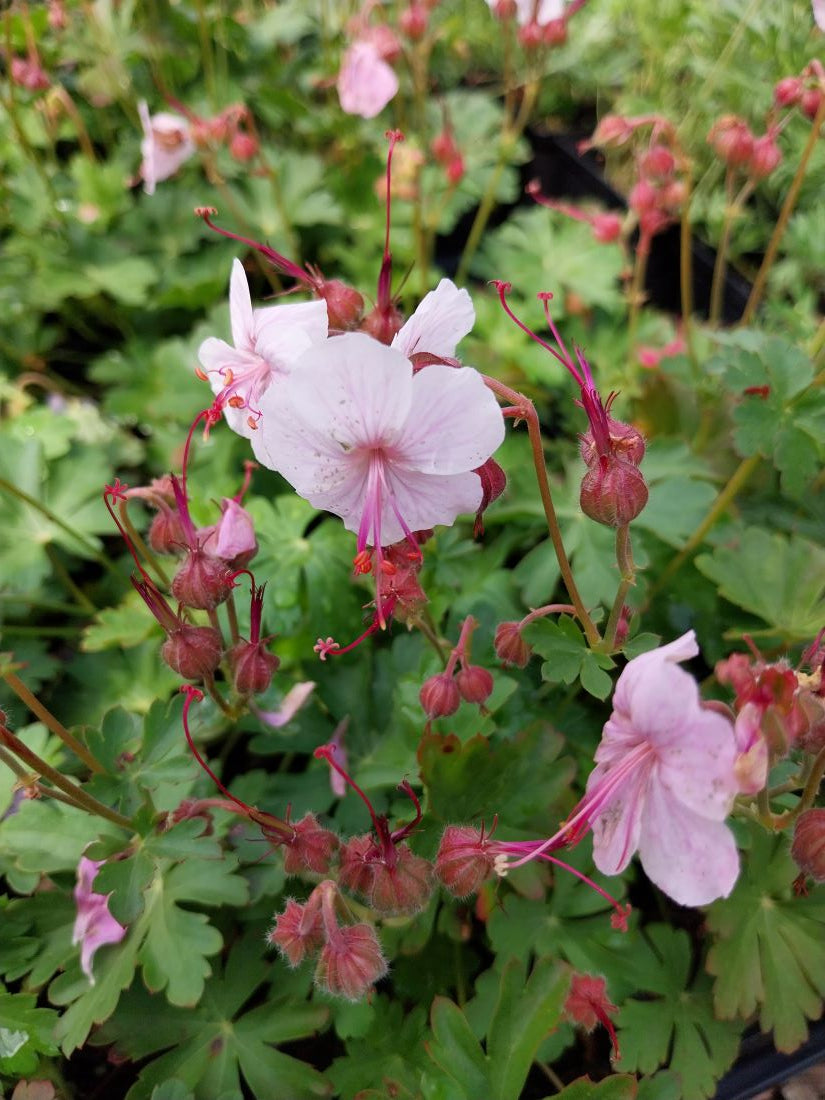 Geranium × cantabrigiense 'Biokovo' Storchschnabel