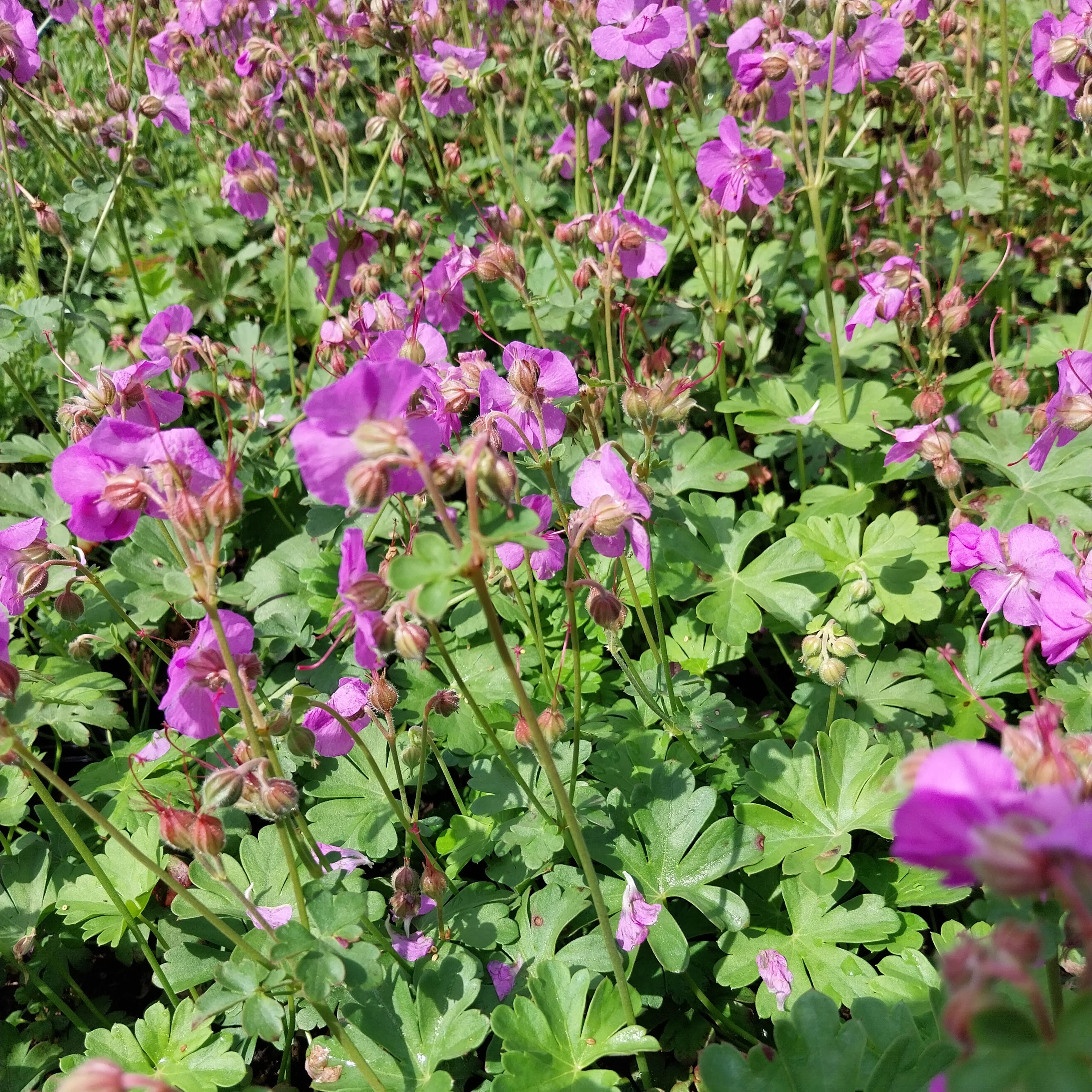Geranium × cantabrigiense ‘Cambridge’ – Cambridge-Garten-Storchschnabel in Blüte 