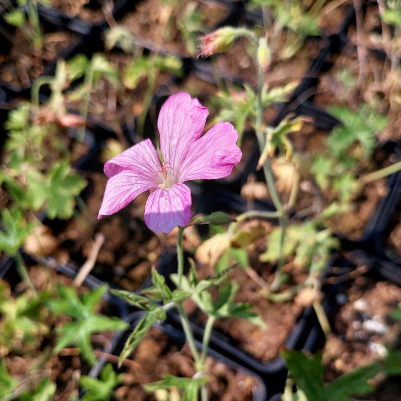 Geranium endressii -Storchschnabel