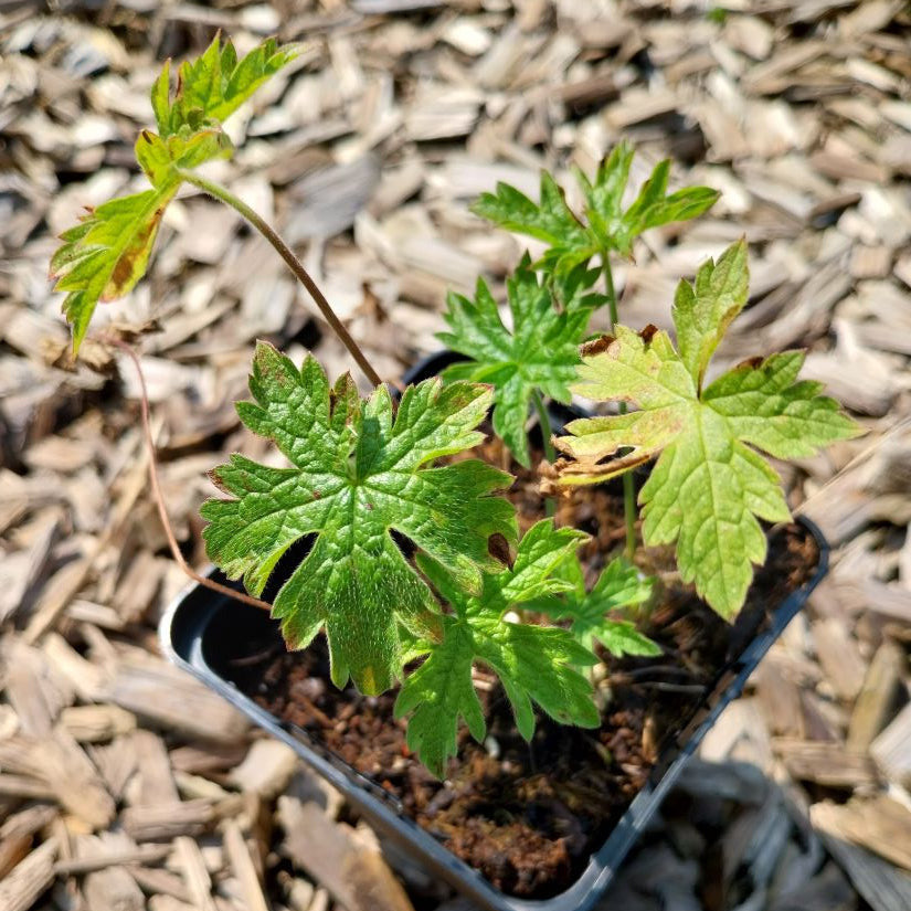 Geranium endressii -Storchschnabel