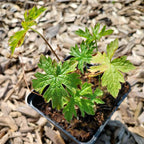 Geranium endressii -Storchschnabel