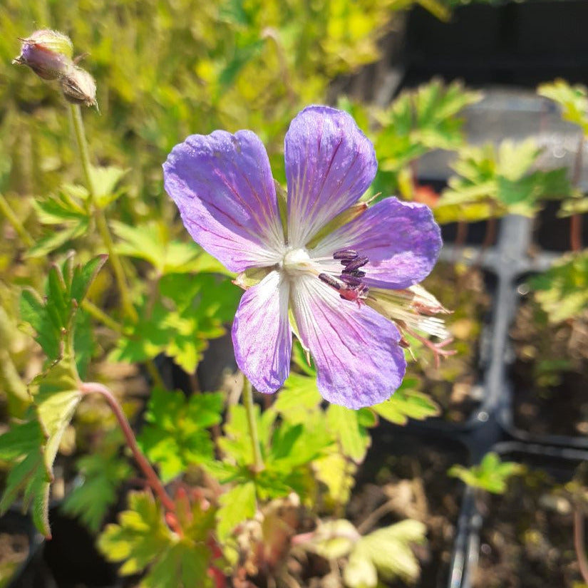 Geranium himalayense 'Alpinum'Storchschnabel