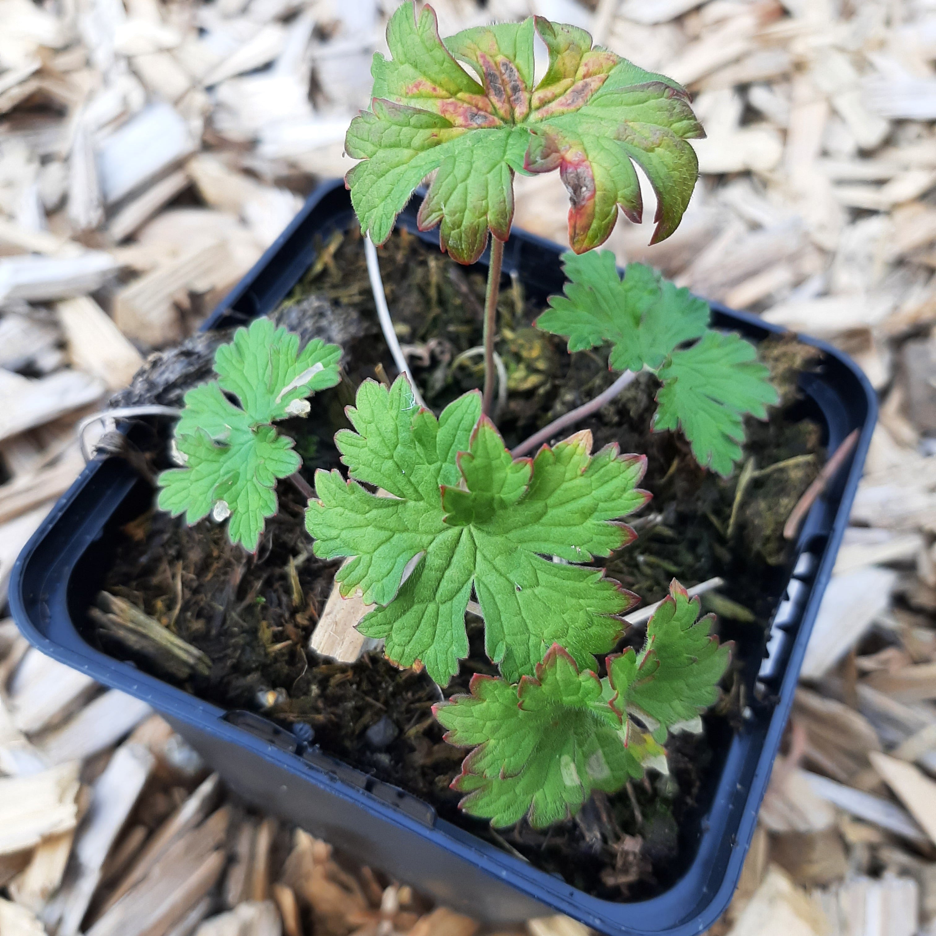 Geranium himalayense 'Alpinum'Storchschnabel