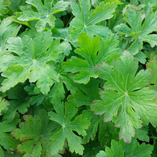 Geranium macrorrhizum Felsen-Storchschnabel (Wildform)