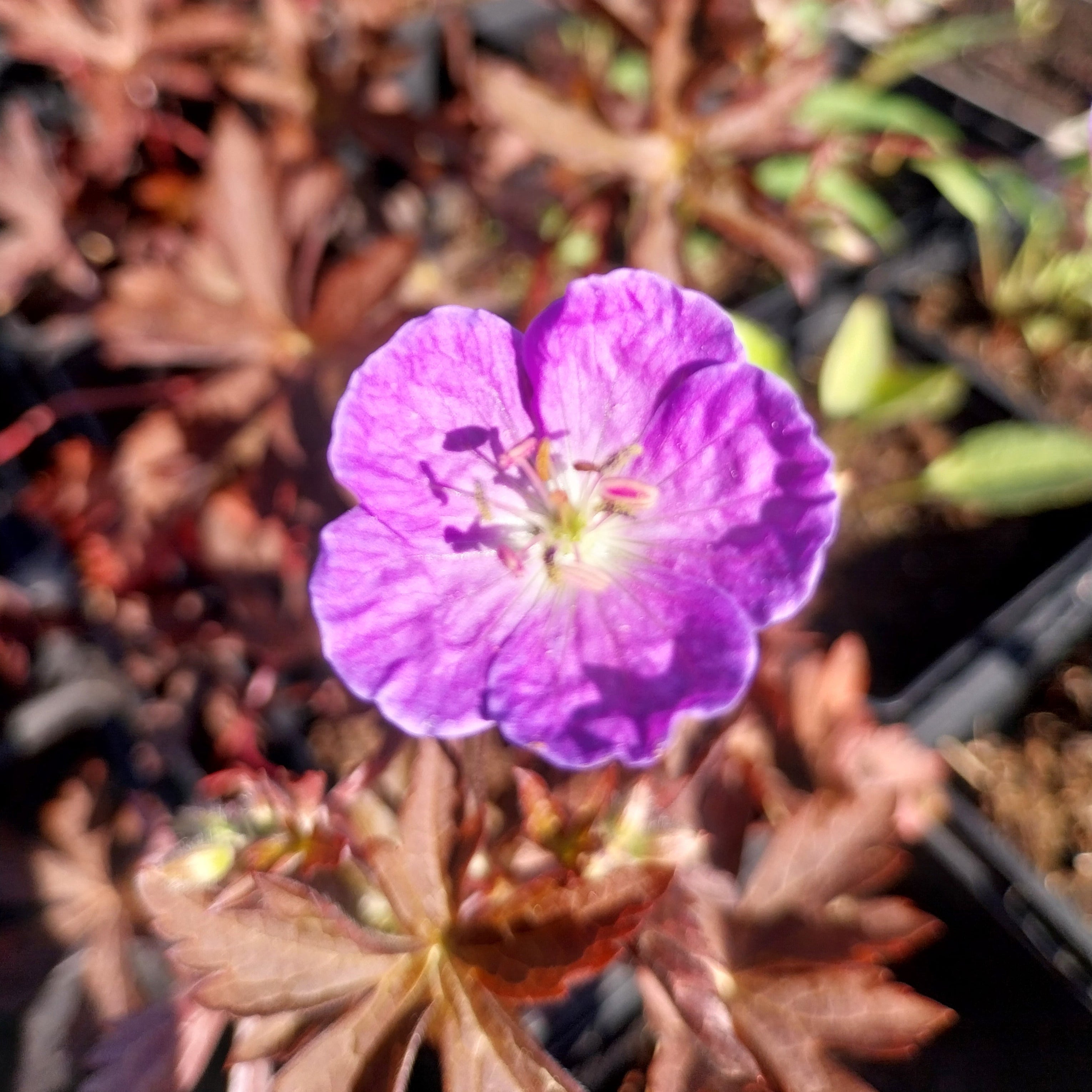 Geranium maculatum 'Schokoprinz' Braunblättriger Storchschnabel