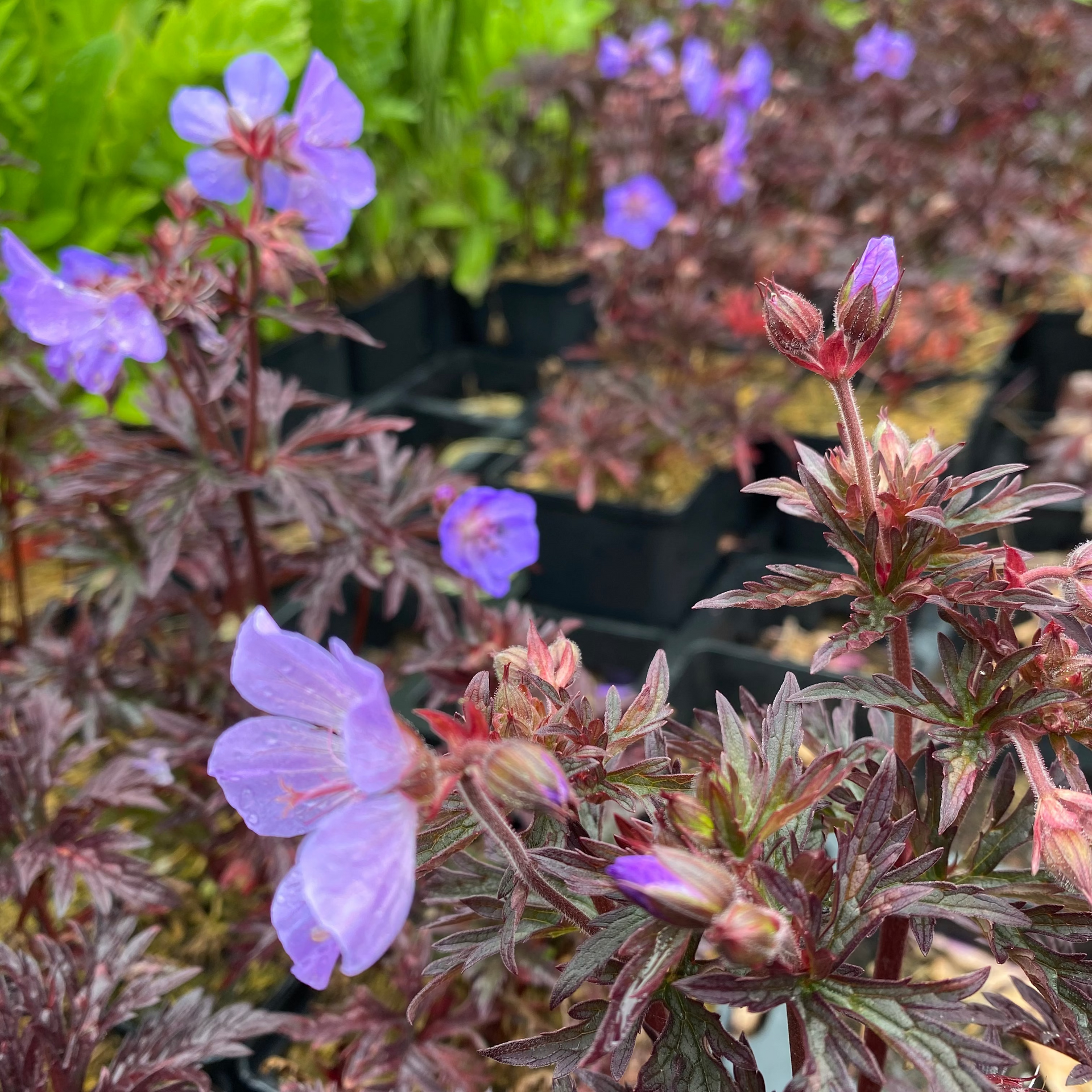 Geranium pratense 'Dark Reiter' | Storchschnabel Staude kaufen
