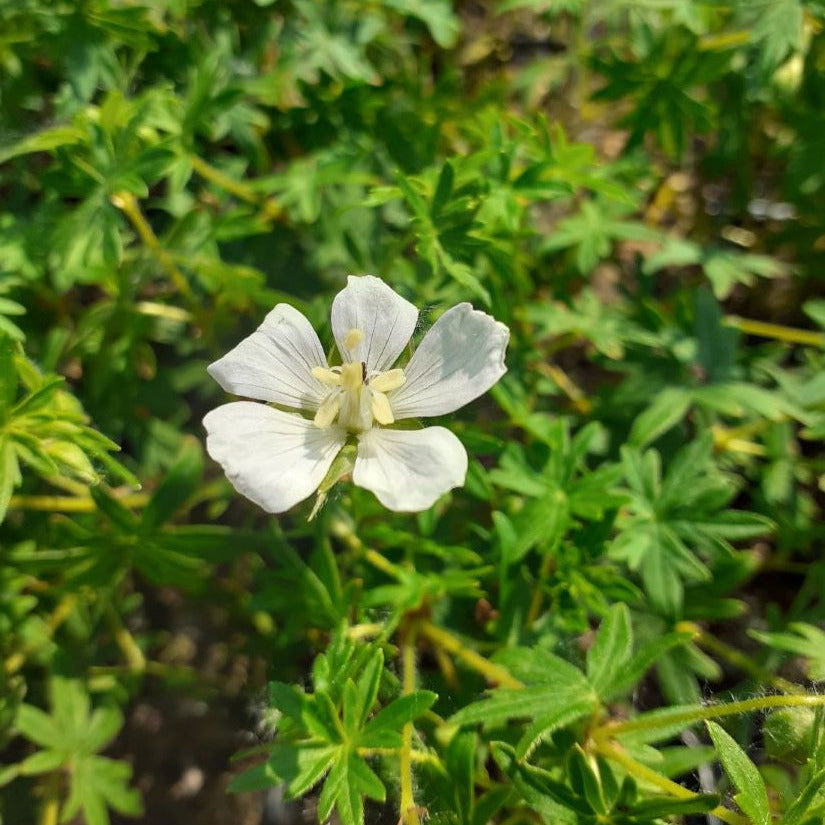 Geranium sanguineum 'Album'