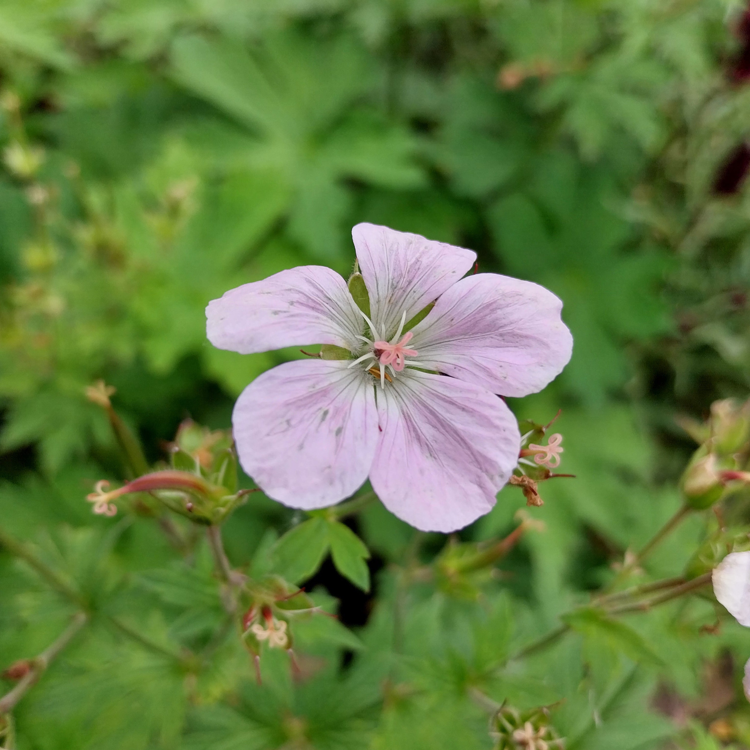 Geranium sylvaticum 'Roseum' Wald- Storchschnabel