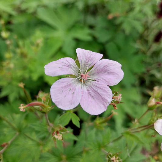 Geranium sylvaticum 'Roseum' Wald- Storchschnabel