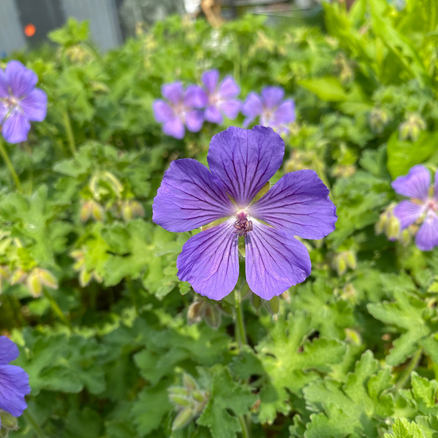Geranium x magnificum 'Ernst Pagels' Prächtiger Storchschnabel