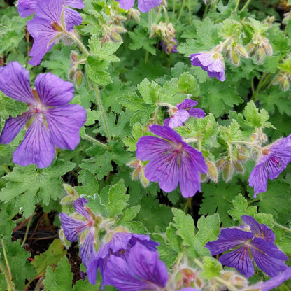 Geranium x magnificum 'Ernst Pagels' Prächtiger Storchschnabel