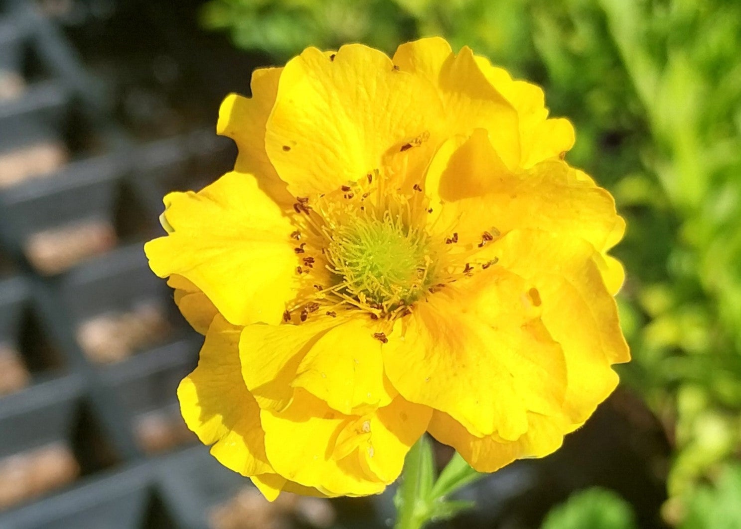 Geum Goldball