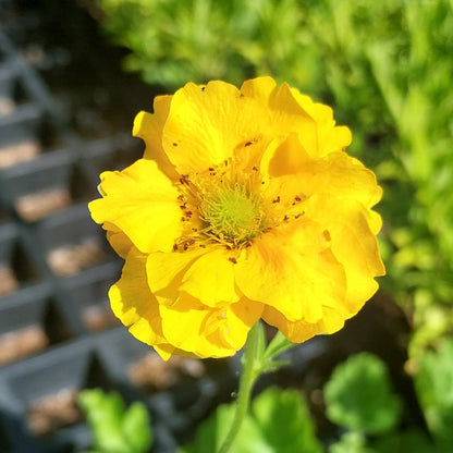 Geum chiloense 'Goldball' Nelkenwurz