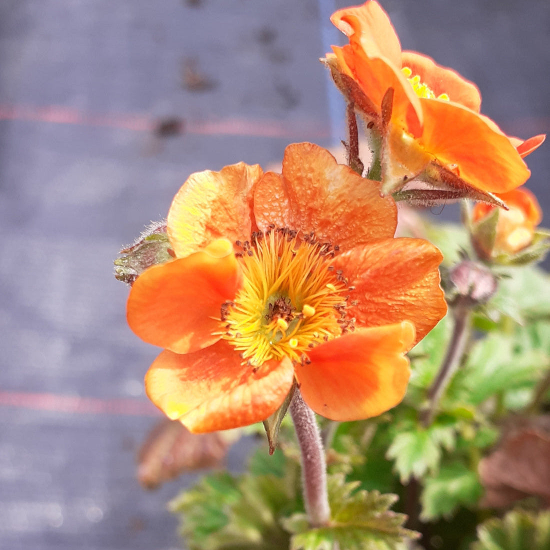 Geum coccineum ‘Borisii’ – Garten-Nelkenwurz blüte