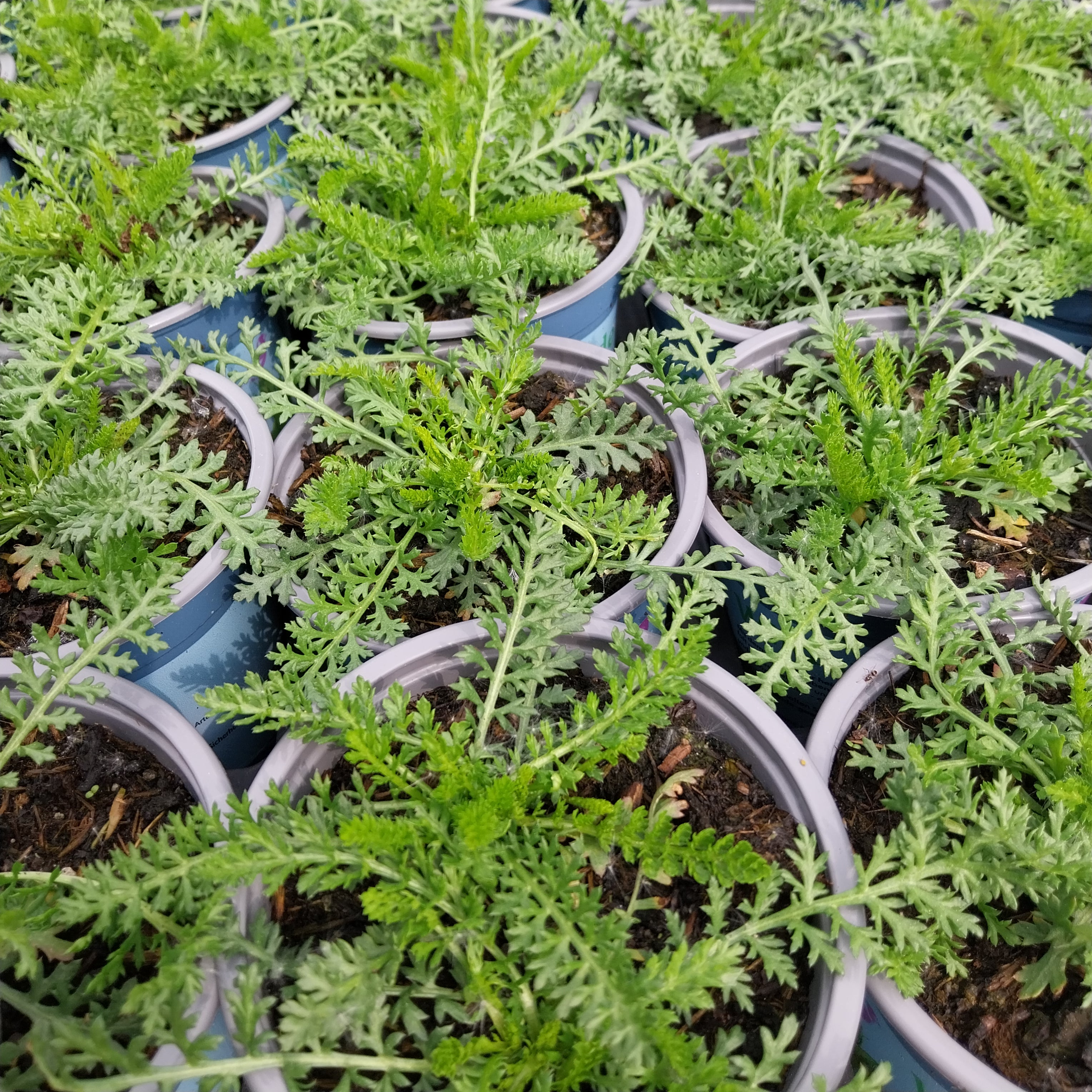Gewöhnliche Schafgarbe Wildstaude