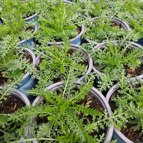 Gewöhnliche Schafgarbe Wildstaude