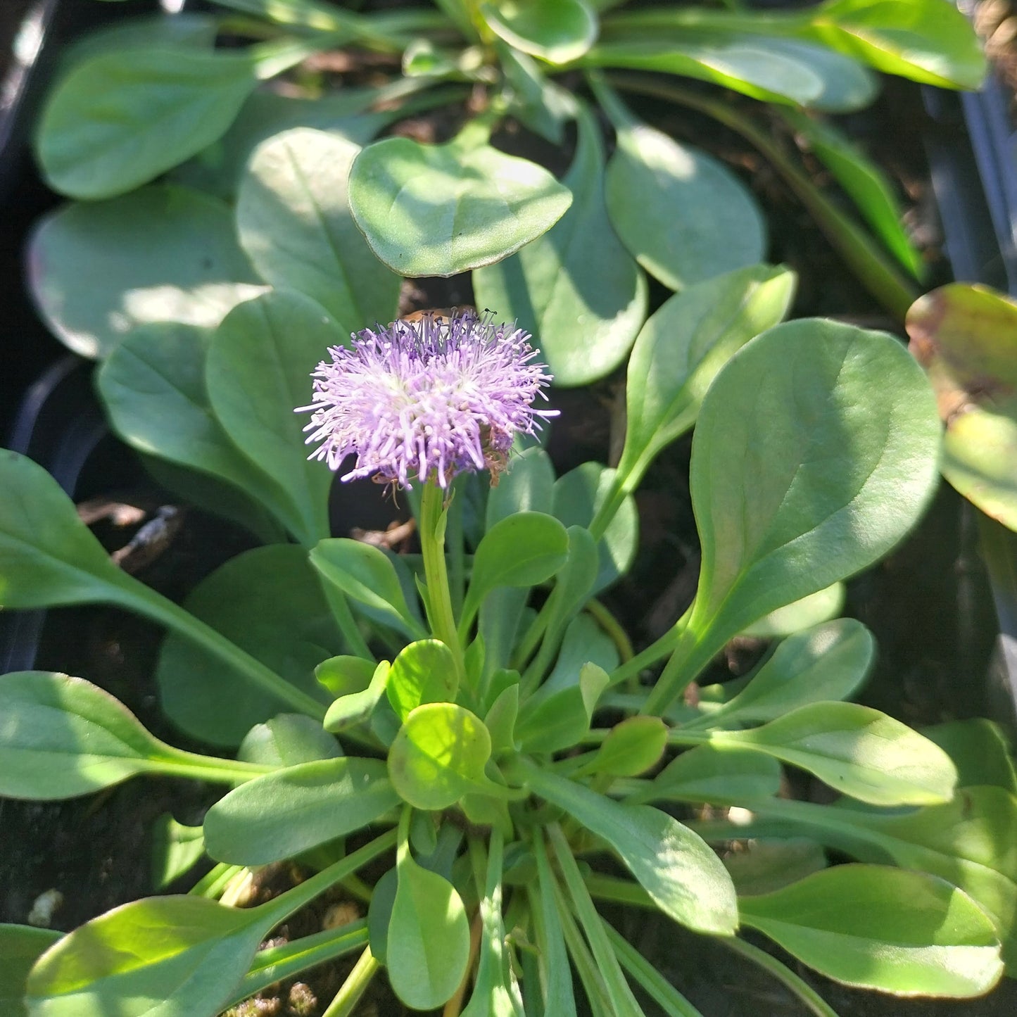 Globularia punctata Kugelblume