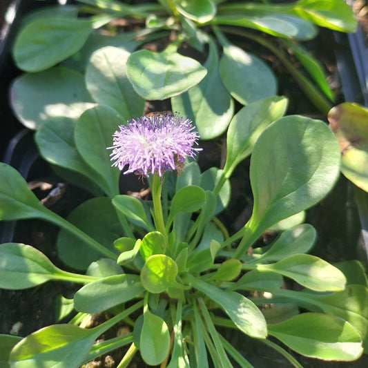 Globularia punctata Kugelblume