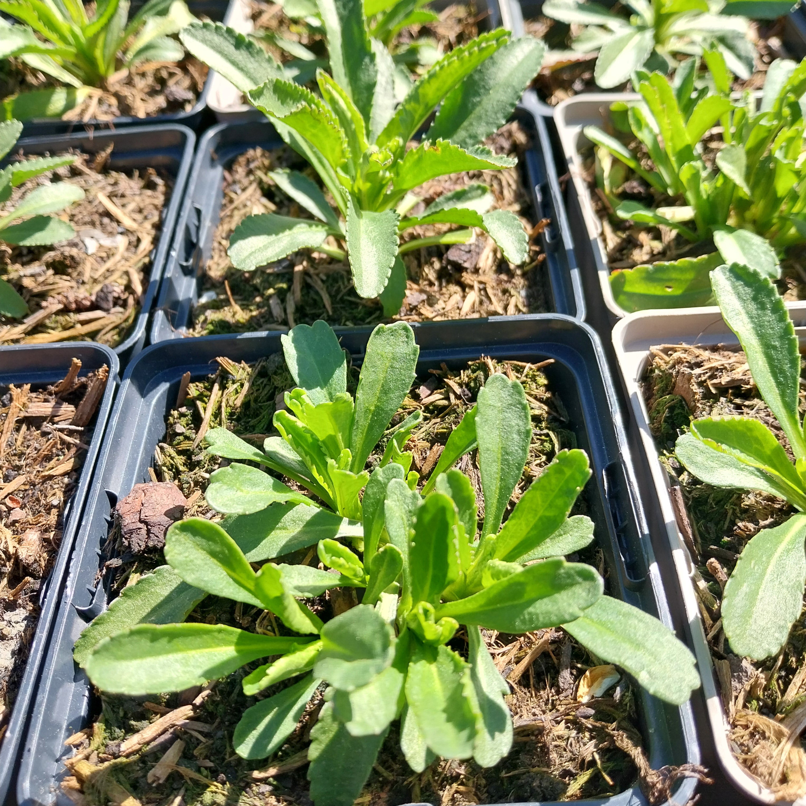 Großblumige Margerite Leucanthemum × superbum 