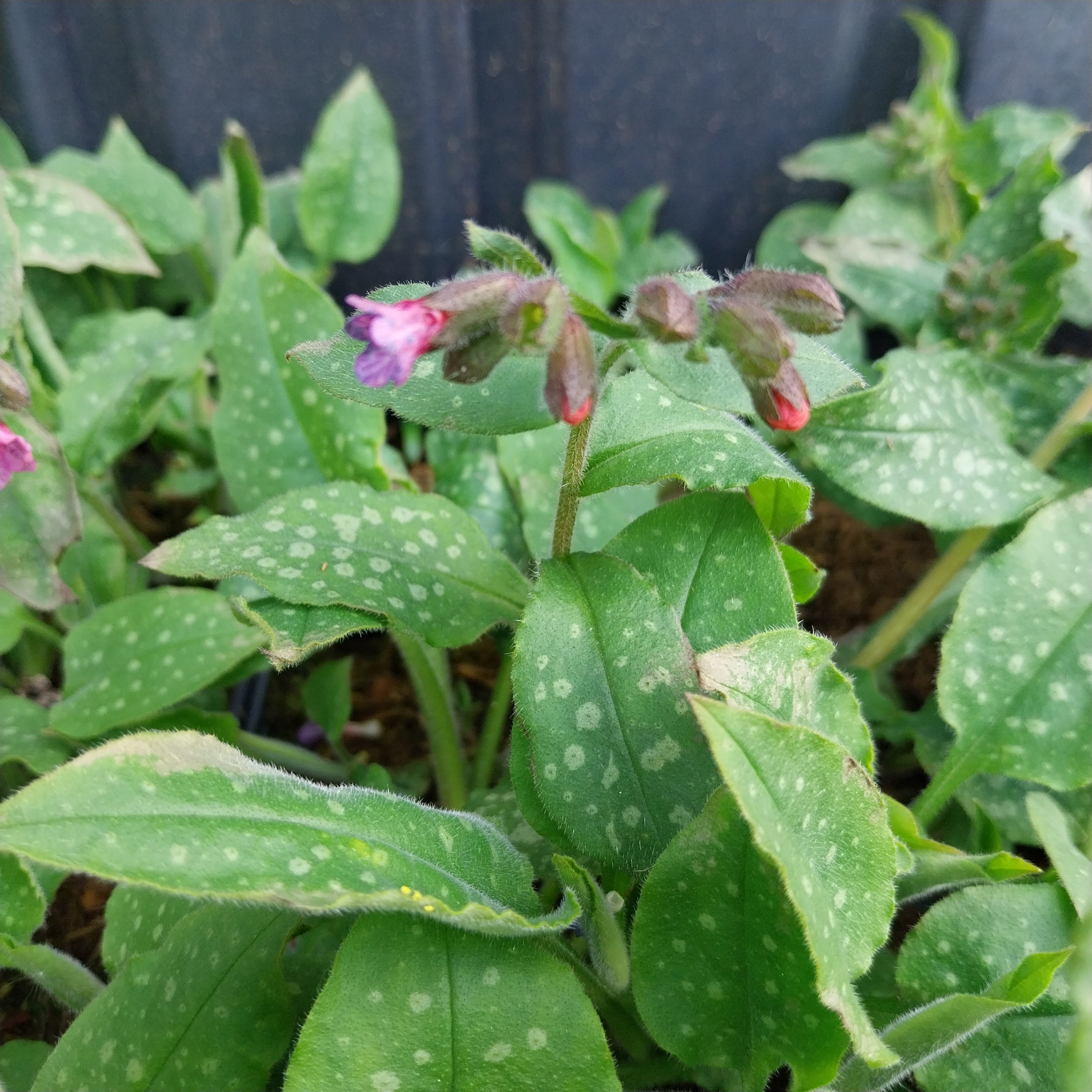 Großgeflecktes Lungenkraut