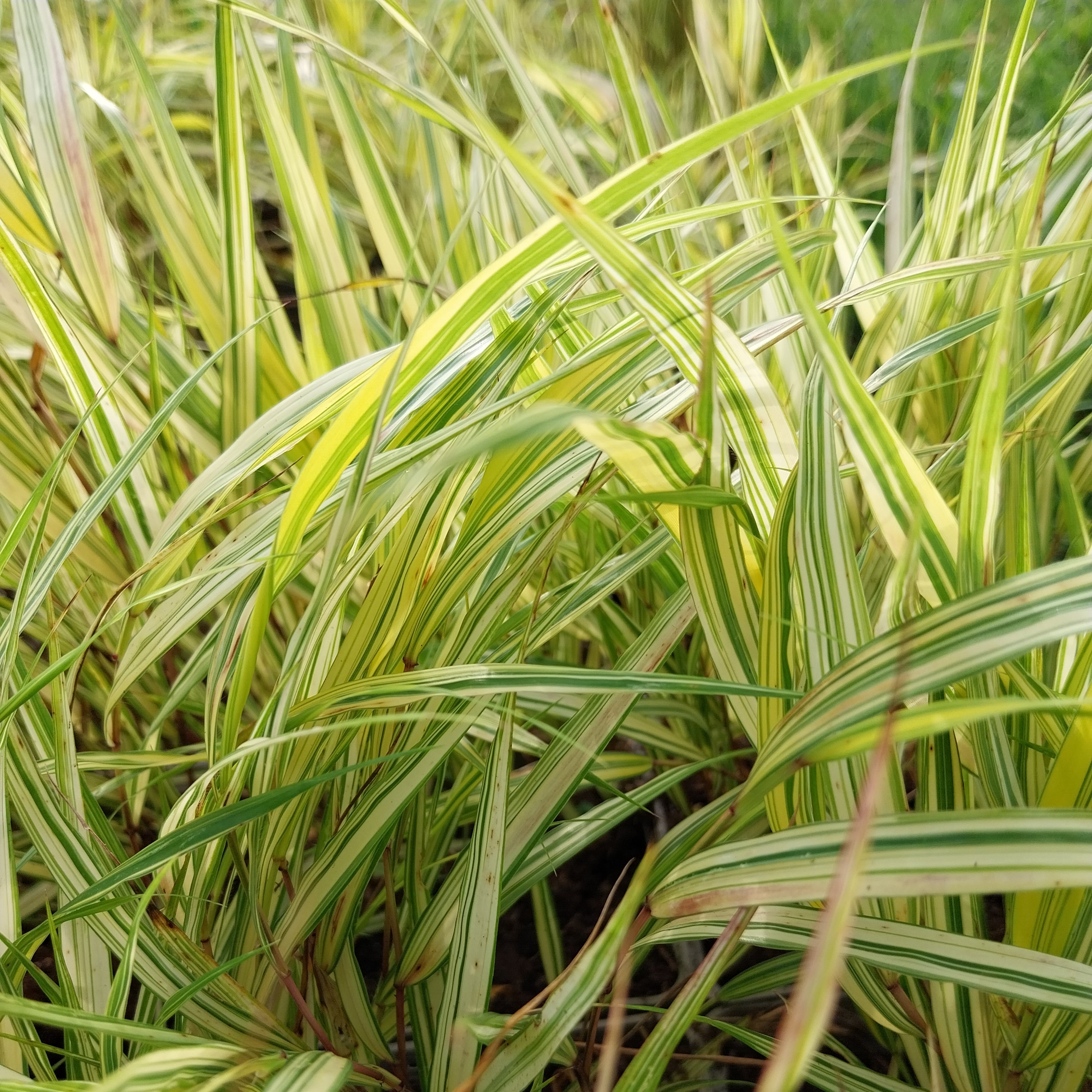 Hakonechloa macra ‚Aureola‘