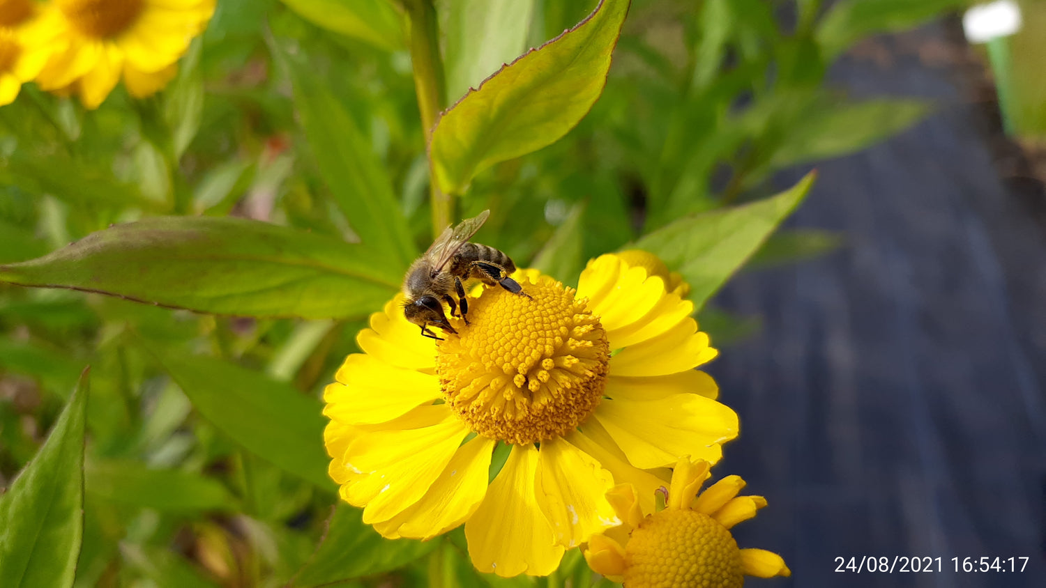 Helenium cultorum Sonnenbraut 🐝 💚