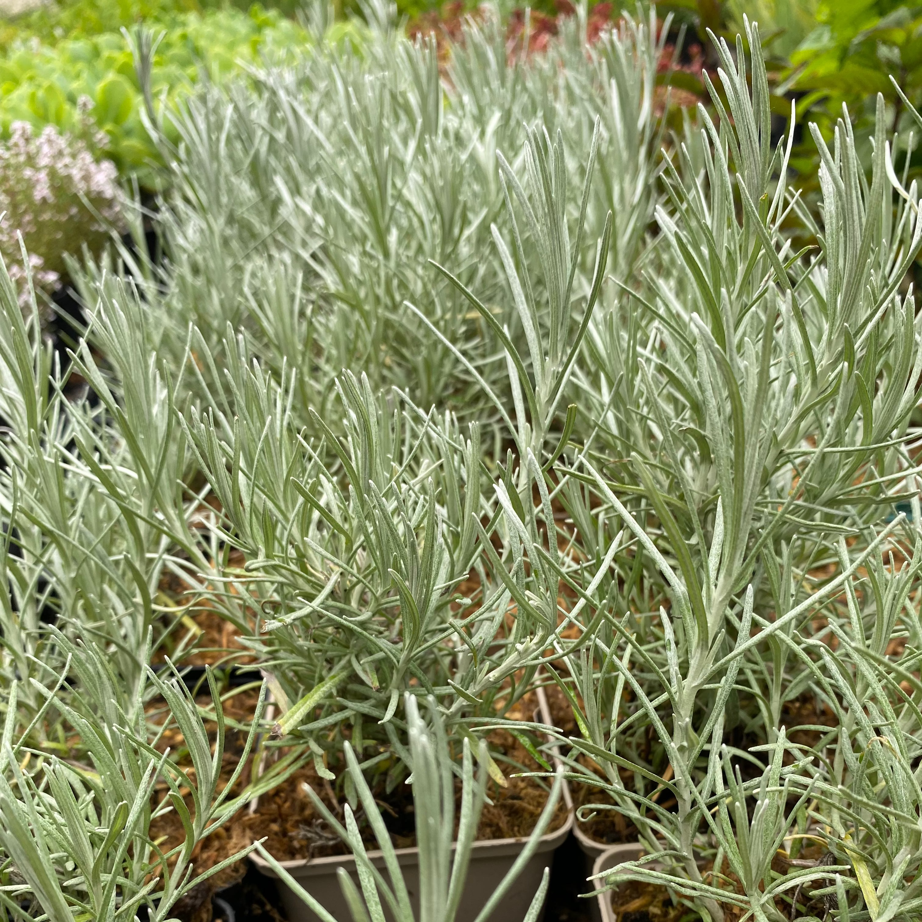 Helichrysum italicum Currykraut