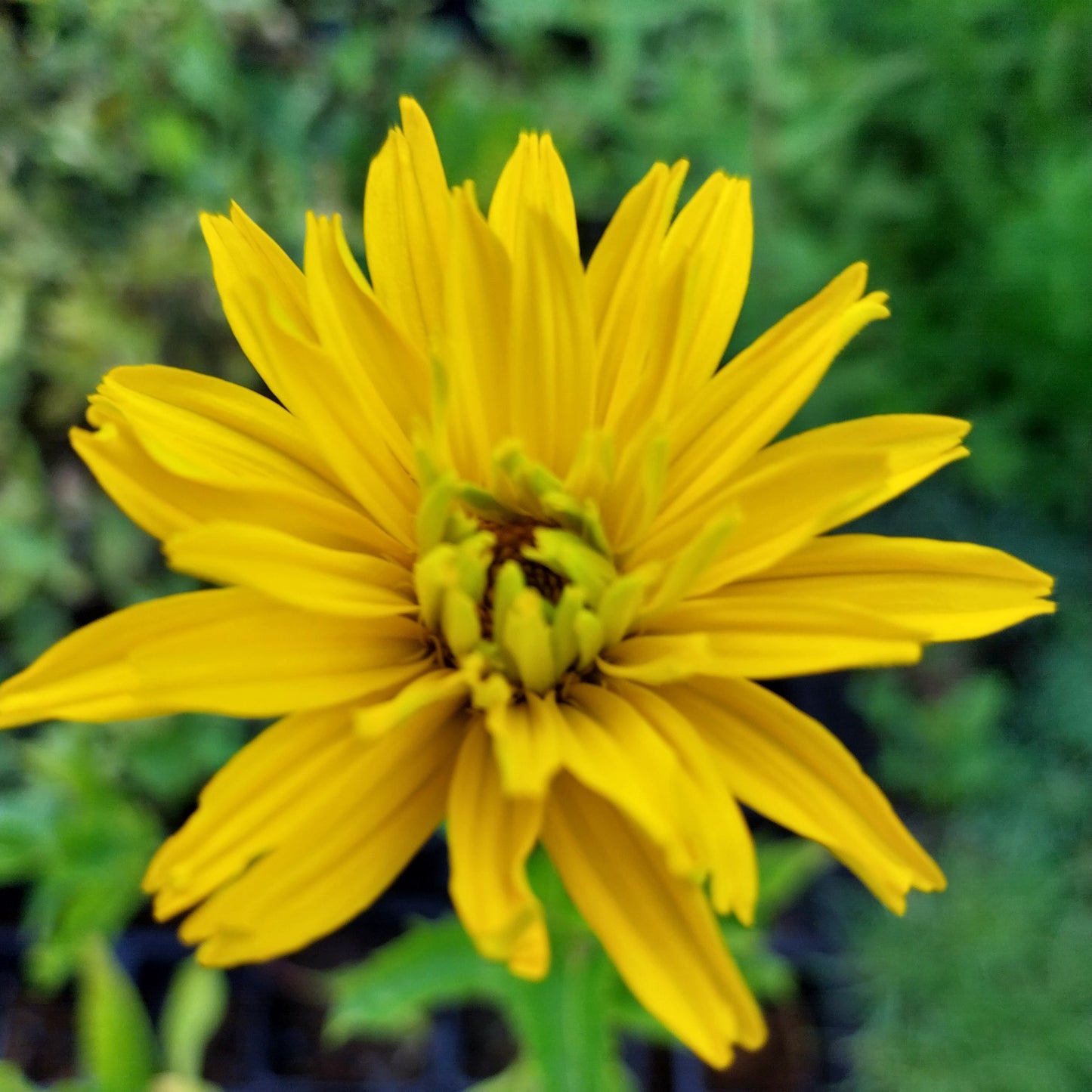 Heliopsis scabra 'Spitzentänzerin' Sonnenauge