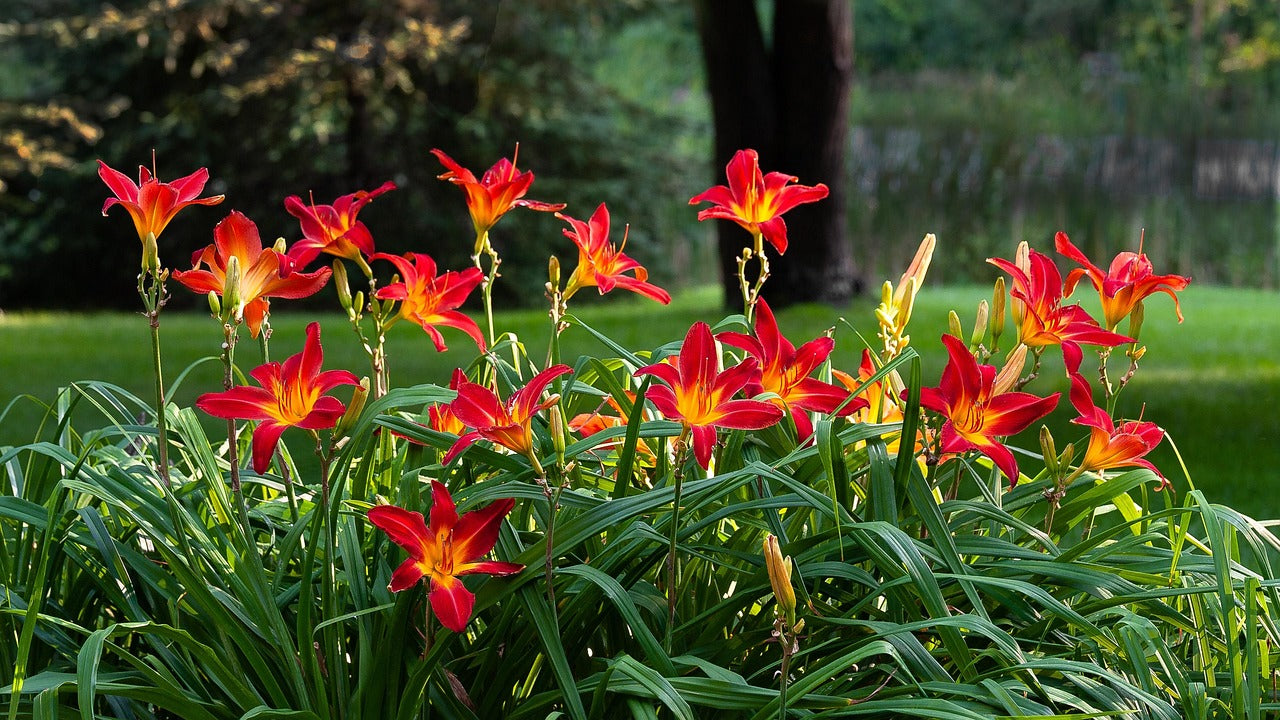 Hemerocallis-Taglilien rot in Blüte