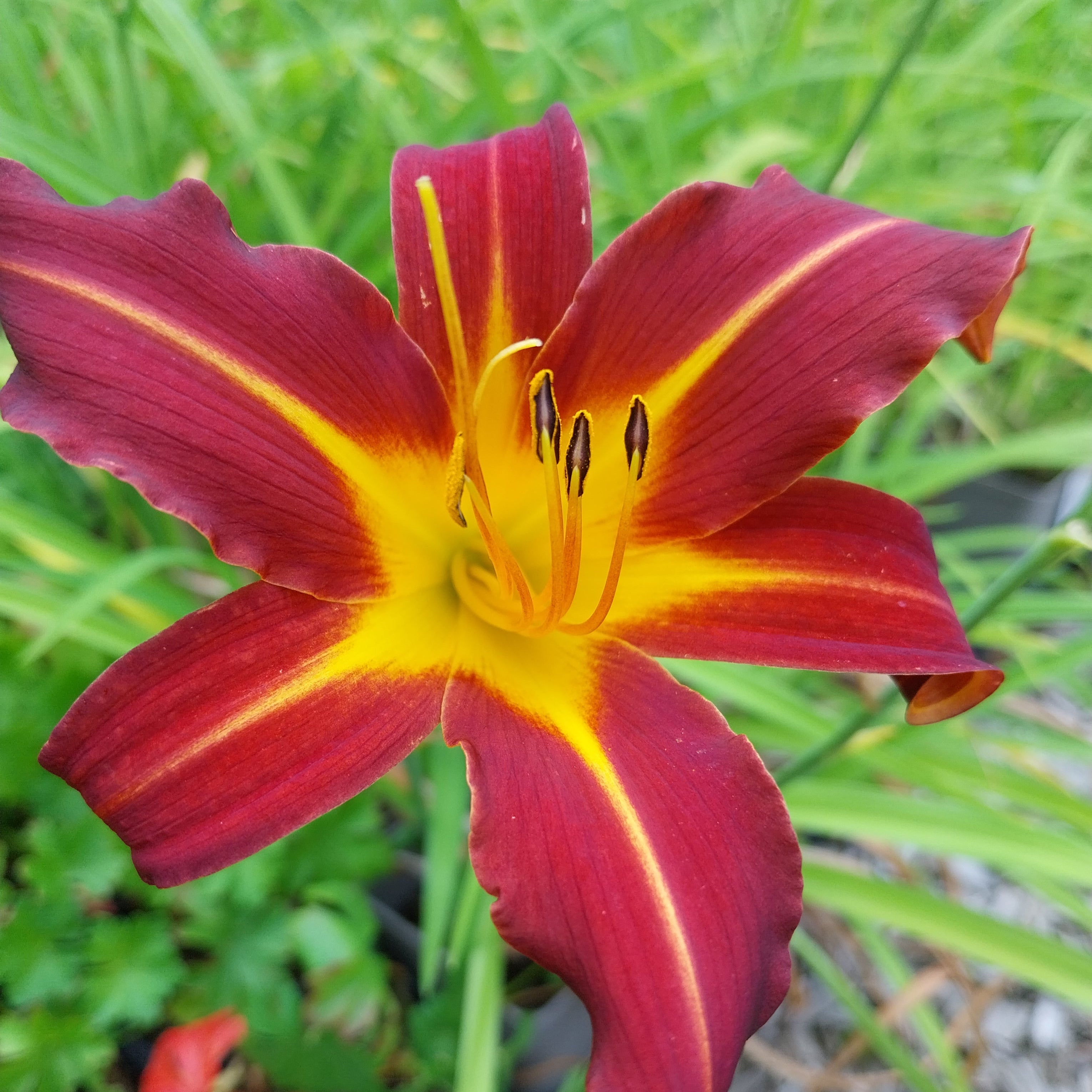 Hemerocallis × cultorum 'Autumn Red'