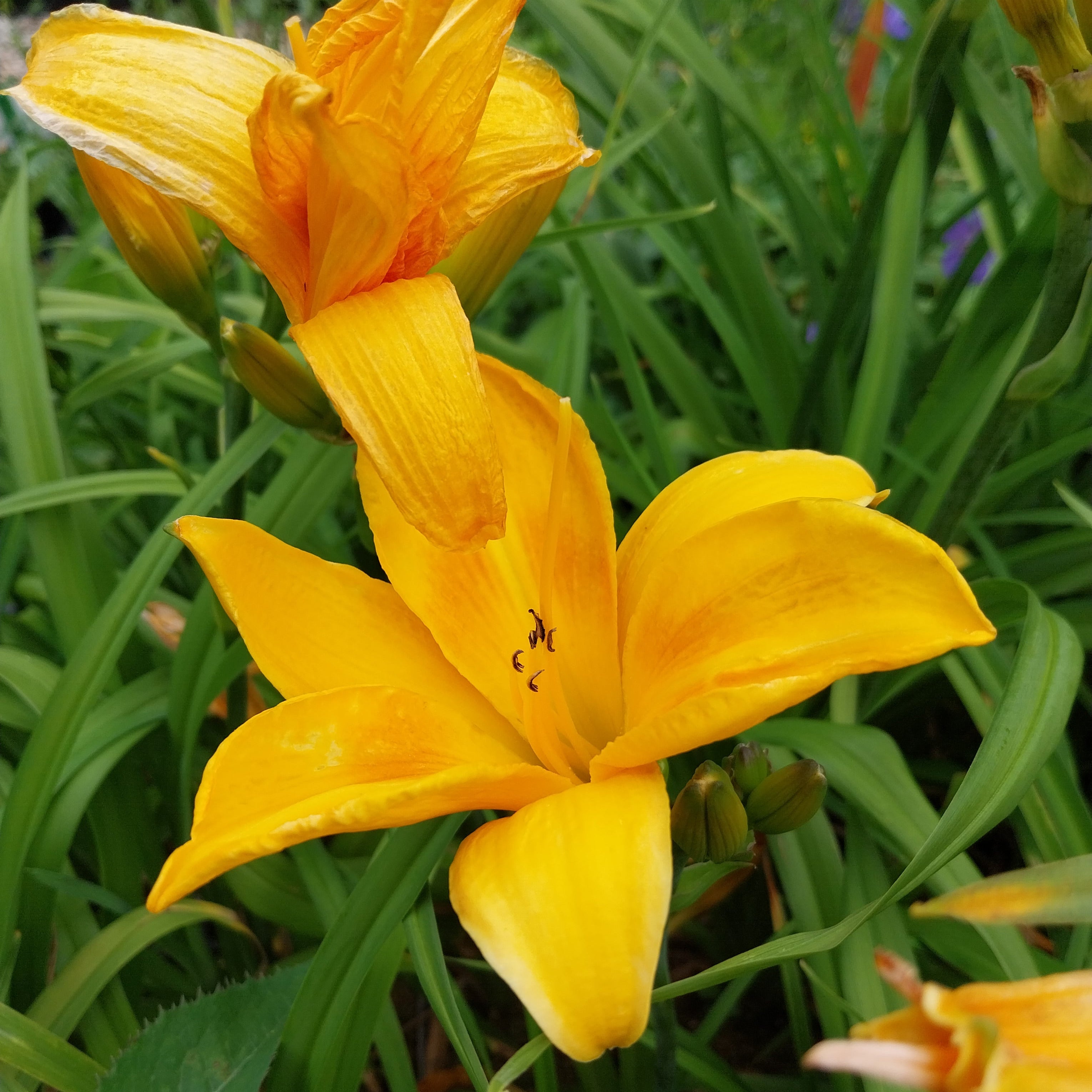 Hemerocallis × cultorum 'Chicago Sunrise' Taglilie