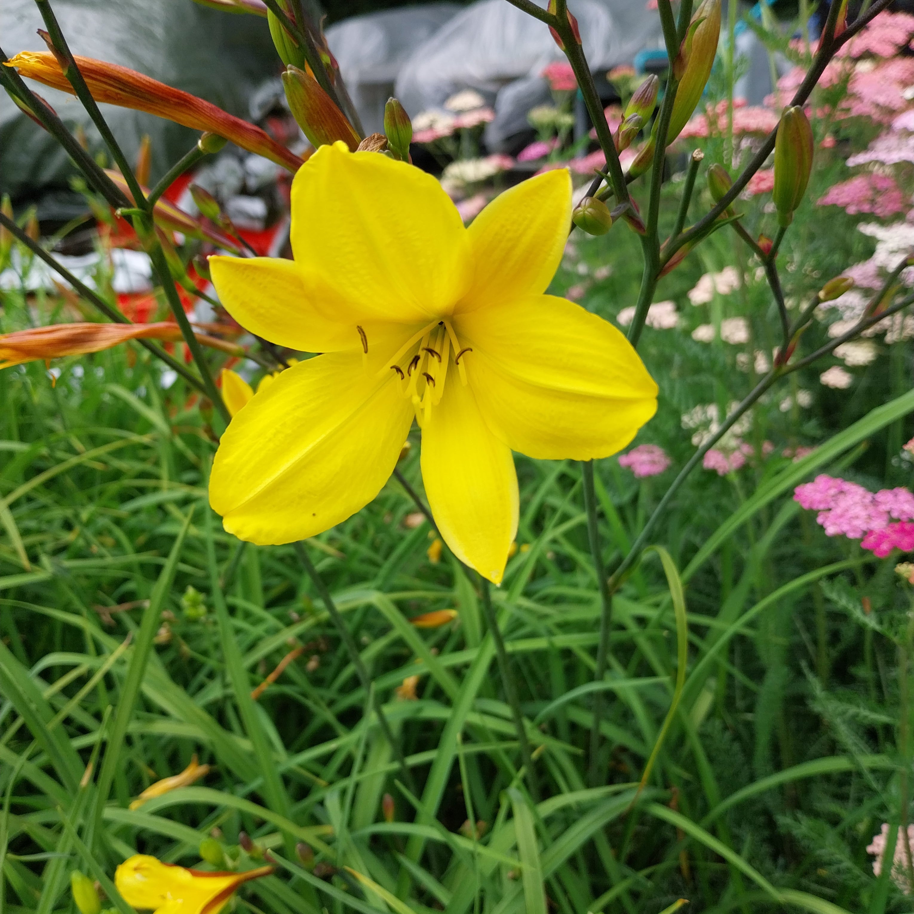 Hemerocallis × cultorum 'Corky'