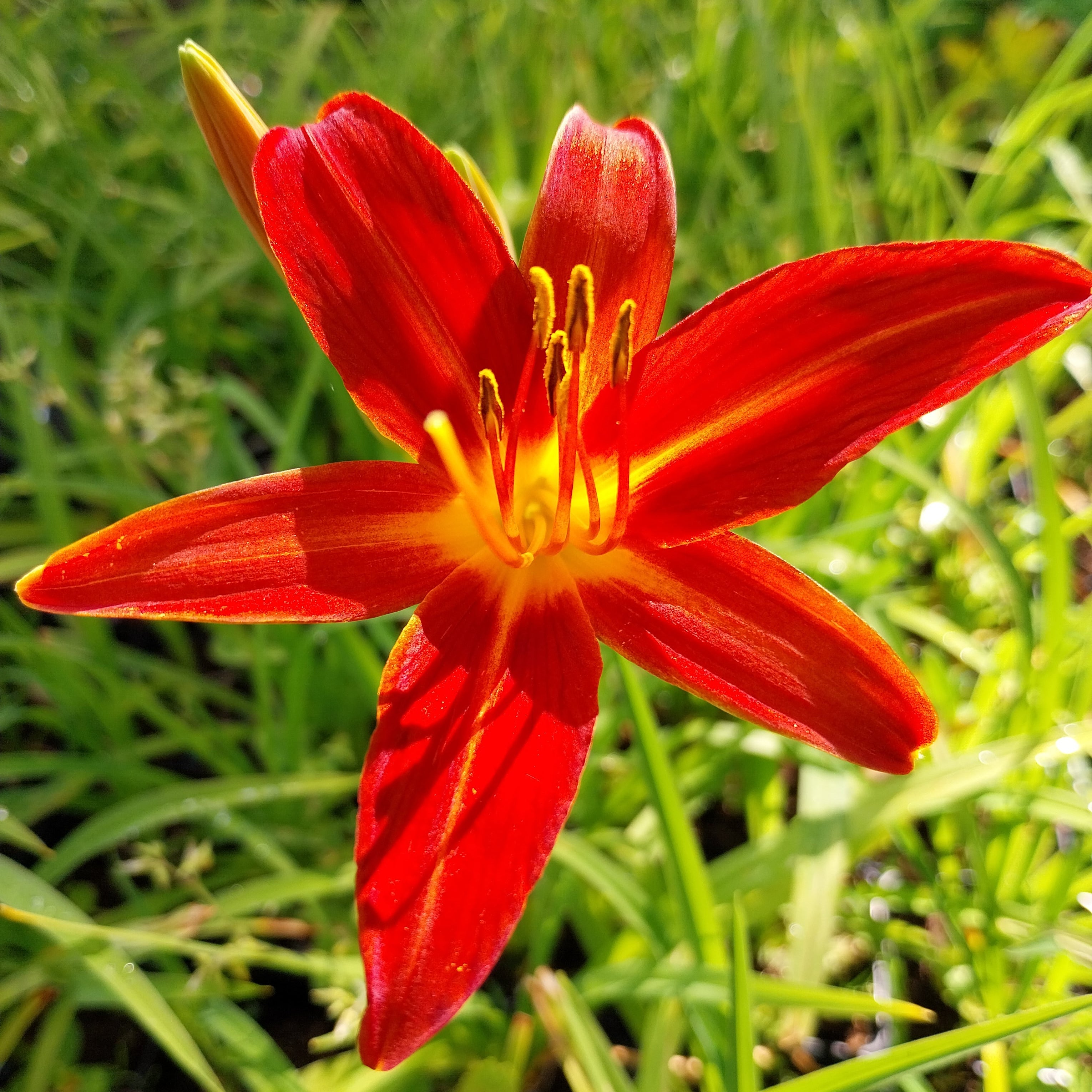 Hemerocallis × cultorum 'Crimson Pirate'
