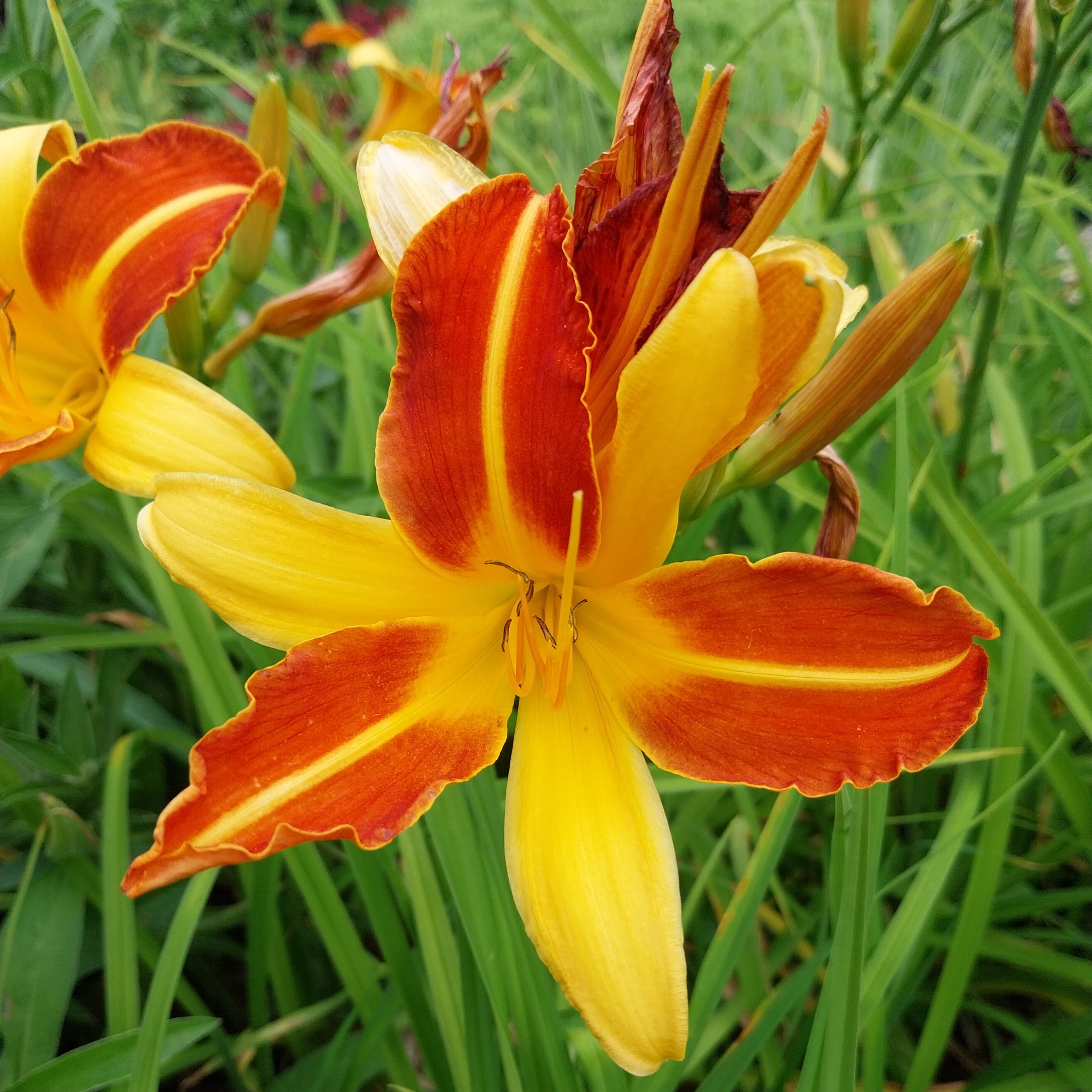 Hemerocallis × cultorum 'Frans Hals'