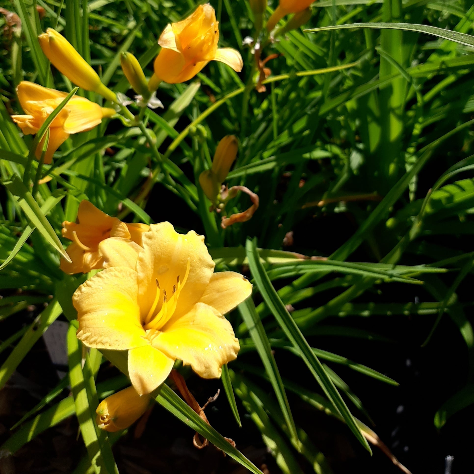 Hemerocallis × cultorum  Garten-Taglilie