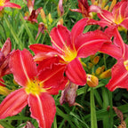 Hemerocallis × cultorum 'Muffin'