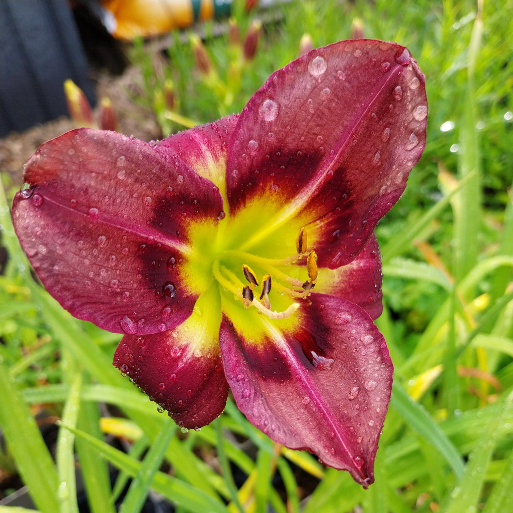 Hemerocallis × cultorum 'Night Beacon'