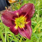 Hemerocallis × cultorum 'Night Beacon'
