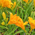Hemerocallis × cultorum 'Siloam Nugget'