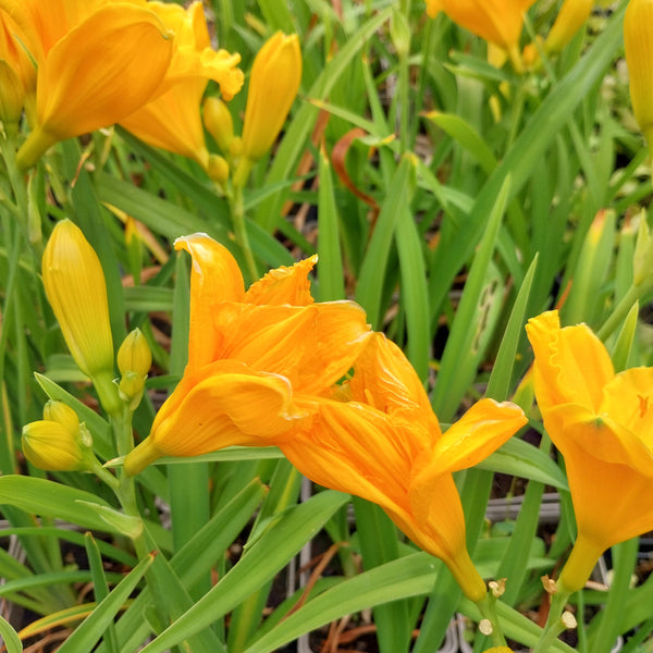 Hemerocallis × cultorum 'Siloam Nugget'
