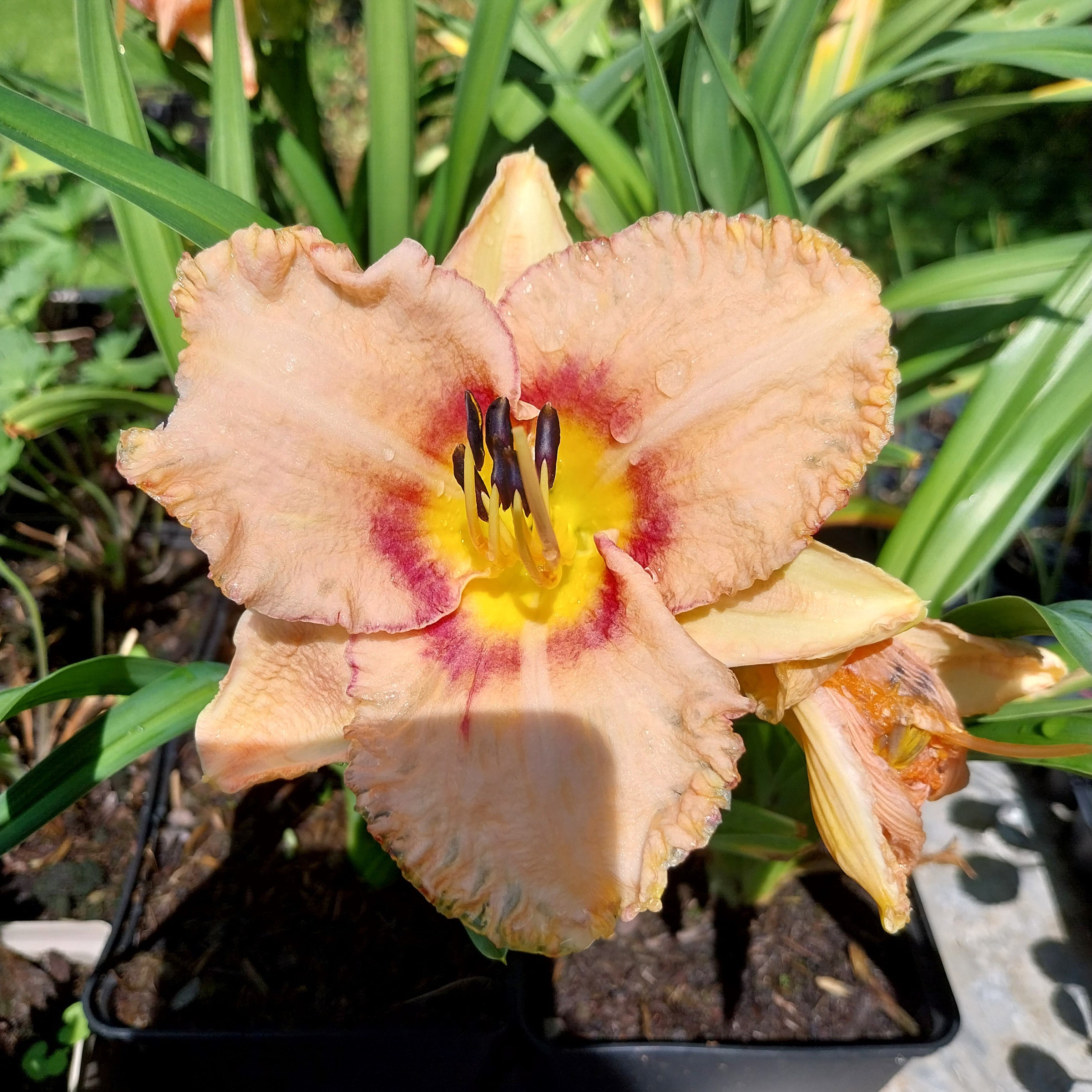 Hemerocallis × cultorum 'Winneberry Candy' Taglilie