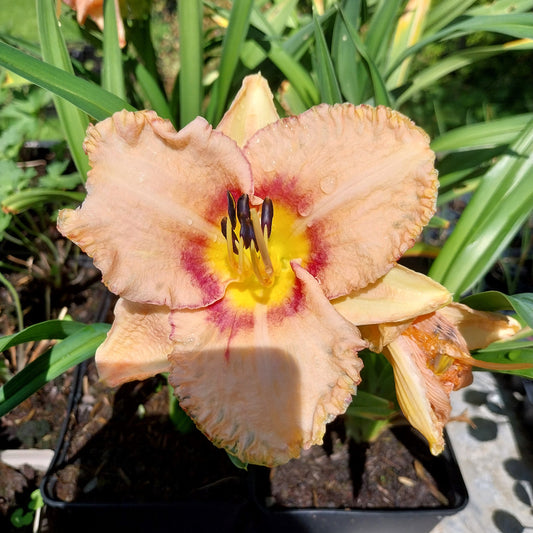 Hemerocallis × cultorum 'Winneberry Candy' Taglilie